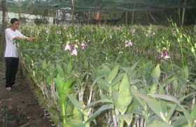 Tìm “sức bật” cho Dầu Tiếng