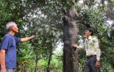 Giữ gìn và phát triển vườn măng cụt đặc sản ở Thuận An
Bài 1: Vườn măng cụt trăm tuổi giữa lòng đô thị