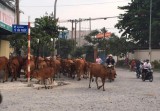 Đàn bò gây cản trở giao thông