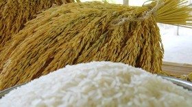 Thailand sees bright prospects for rice exports