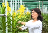 Bau Bang’s hi-tech agriculture obtains good results