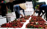 Fruit and veg exports feel the pressure of US-China trade war