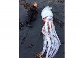 Con mực dài hơn 4 m dạt vào bãi biển New Zealand