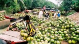 越南新鲜水果出口至新西兰市场的机会越来越多