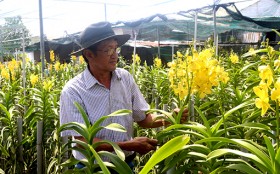 Phát triển mạnh nông nghiệp đô thị