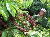 Vietnam’s processed coffee looks to create a buzz in global markets