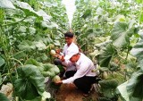 Hội Nông dân huyện Phú Giáo: Tích cực hỗ trợ nông dân phát triển kinh tế