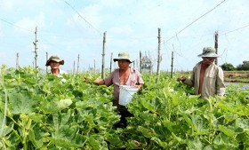 Đẩy mạnh phát triển kinh tế hợp tác