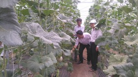 Phát triển nông nghiệp gắn kết với du lịch