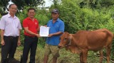 Hội chữ thập đỏ Tx.Tân Uyên:  Bàn giao bò sinh sản cho hộ khó khăn