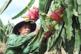 Tien Giang province develops fruit growing areas