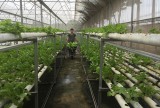 Lực lượng vũ trang huyện Phú Giáo: Xây dựng doanh trại chính quy xanh - sạch - đẹp gắn với tăng gia sản xuất