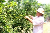Efforts needed to stabilize the output of citrus