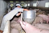 Bàu Bàng: Bảo vệ môi trường trong chăn nuôi