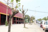 TX.Thuận An: Cần xử lý nghiêm tình trạng “bức tử” cây xanh