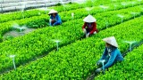 越南FLC集团和以色列企业加强农业合作