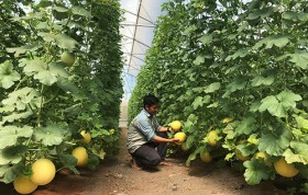 Phát triển du lịch sinh thái gắn với nông nghiệp công nghệ cao