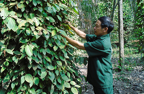 Cựu chiến binh huyện Phú Giáo: Giúp nhau làm kinh tế giỏi