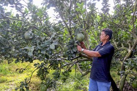Giữ “tiếng thơm” cho bưởi Bạch Đằng