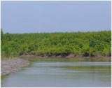 Mangrove forests used to breed aquatic species