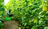 Solutions for stable consumption of agricultural products