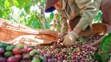 2018年越南咖啡出口创汇35亿美元