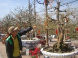 TX.Thuận An: Nhộn nhịp Hội chợ hoa xuân