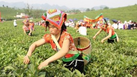 越南山罗省木州高原茶文化之美