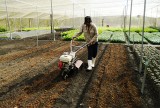 Phú Giáo: Nông dân tất bật vào mùa sản xuất mới