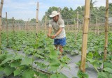 Phú Giáo: Chủ động bảo vệ cây trồng, vật nuôi mùa khô hạn