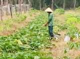 Ngành nông nghiệp huyện Dầu Tiếng: Nỗ lực hạn chế thiệt hại do nắng nóng