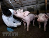 Virus tả lợn châu Phi bị tiêu diệt ngay ở nhiệt độ 100 độ C