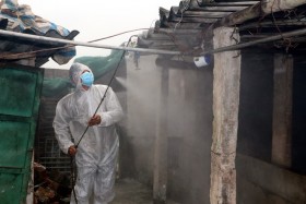 越南各地严查市场 抓好非洲猪瘟疫情防控工作