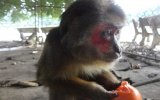 Trung tâm Cứu hộ động vật hoang dã huyện Dầu Tiếng tiếp nhận 6 con khỉ