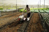 Phú Giáo: Mưa trái mùa “giải nhiệt” lo lắng của nông dân