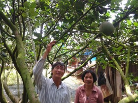 Kinh tế hợp tác: Không ngừng đổi mới, vươn lên