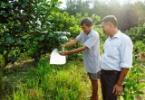 Nông nghiệp công nghệ cao ở huyện Phú Giáo: Phát triển đúng hướng