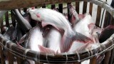越南查鱼走进国际市场优势居多