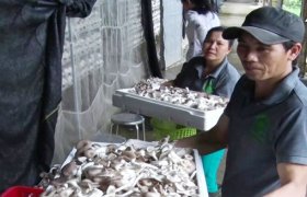 Cách làm hiệu quả của cơ sở nấm sạch Mười Thúy