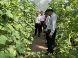 Ban Kinh tế - Ngân sách HĐND tỉnh: Giám sát hai đơn vị sản xuất nông nghiệp công nghệ cao tại huyện Phú Giáo