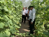 Division of Economics and Budget of Provincial People's Council supervise on two high-tech agricultural production units in Phu Giao district