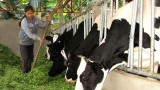 越南牛奶行业充分利用CPTPP协定所带来的好处