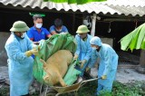 Siết chặt việc vận chuyển lợn, phòng chống dịch tả lợn châu Phi