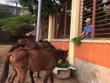 Phường An Phú, TX.Thuận An: Đã thanh lý đàn ngựa thả rong để hỗ trợ cho người nghèo