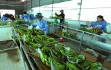 Vietnam’s agricultural products facing barriers to enter Chinese market