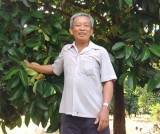 Thanh Tuyen mangosteens have good harvest, good price