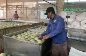 Nông nghiệp công nghệ cao chuyển biến rõ nét