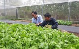 Ổn định kinh tế từ trồng rau sạch