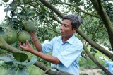 To gain billions of profit from green skin pomelo