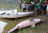 Xác cá rồng nặng 108 kg nổi trên mặt hồ Malaysia